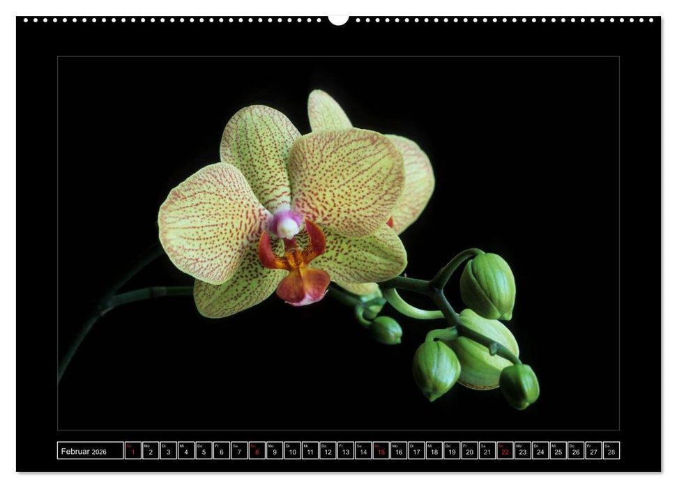 Orchideen 2026 (CALVENDO Premium Wandkalender 2026)