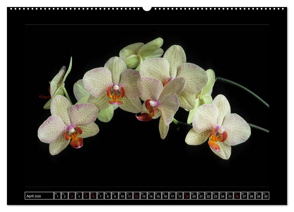 Orchideen 2026 (CALVENDO Premium Wandkalender 2026)