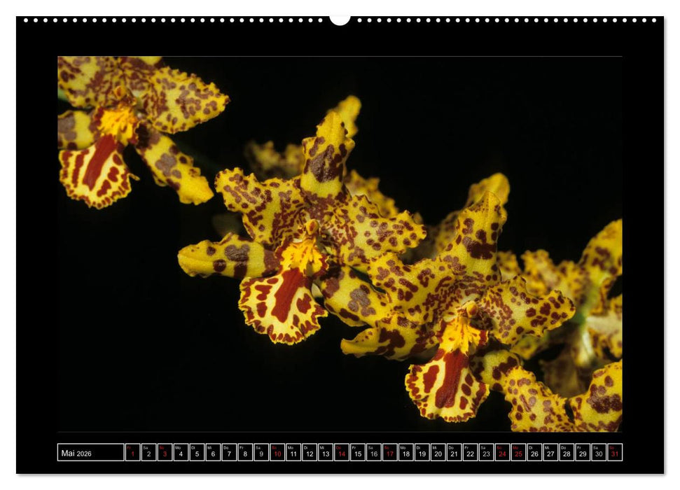 Orchideen 2026 (CALVENDO Premium Wandkalender 2026)