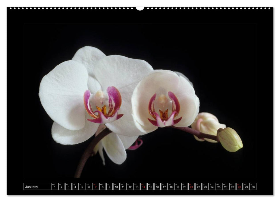 Orchideen 2026 (CALVENDO Premium Wandkalender 2026)