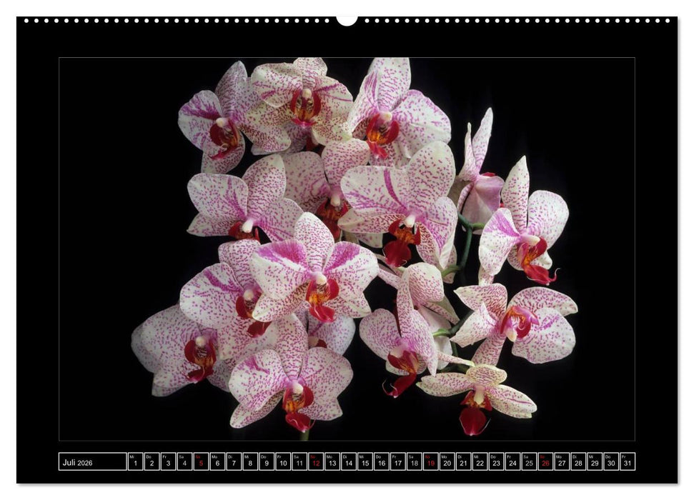 Orchideen 2026 (CALVENDO Premium Wandkalender 2026)