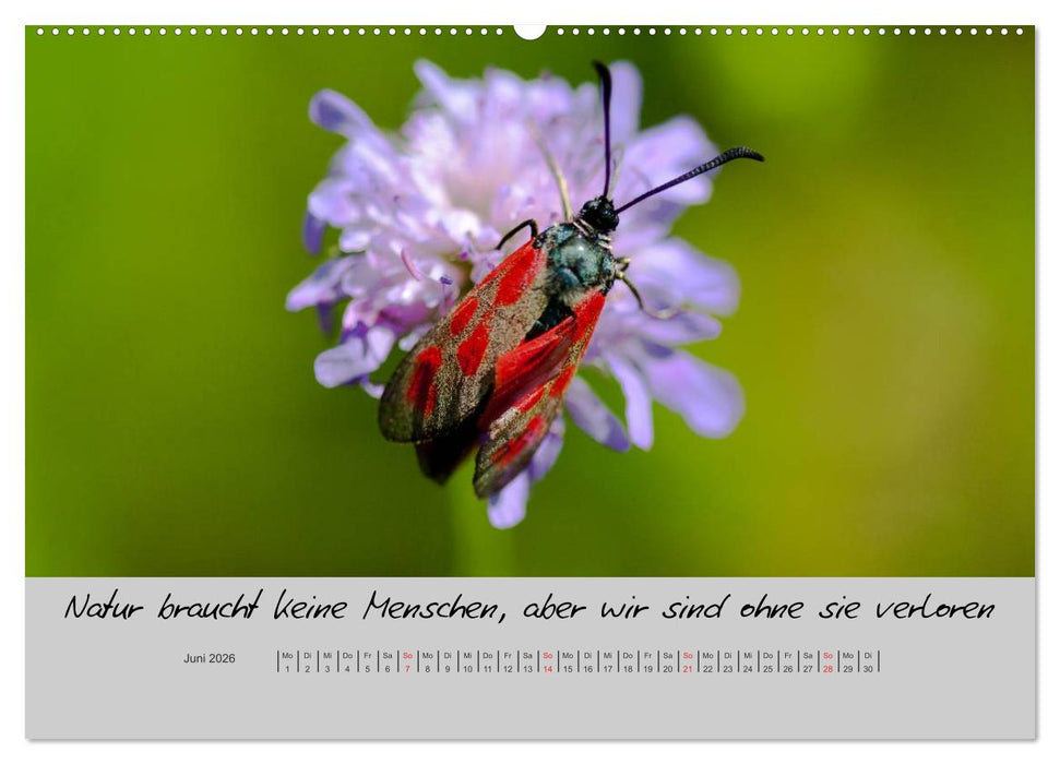 Kleine und große Wahrheiten - Sprüche zum Nachdenken (CALVENDO Wandkalender 2026)