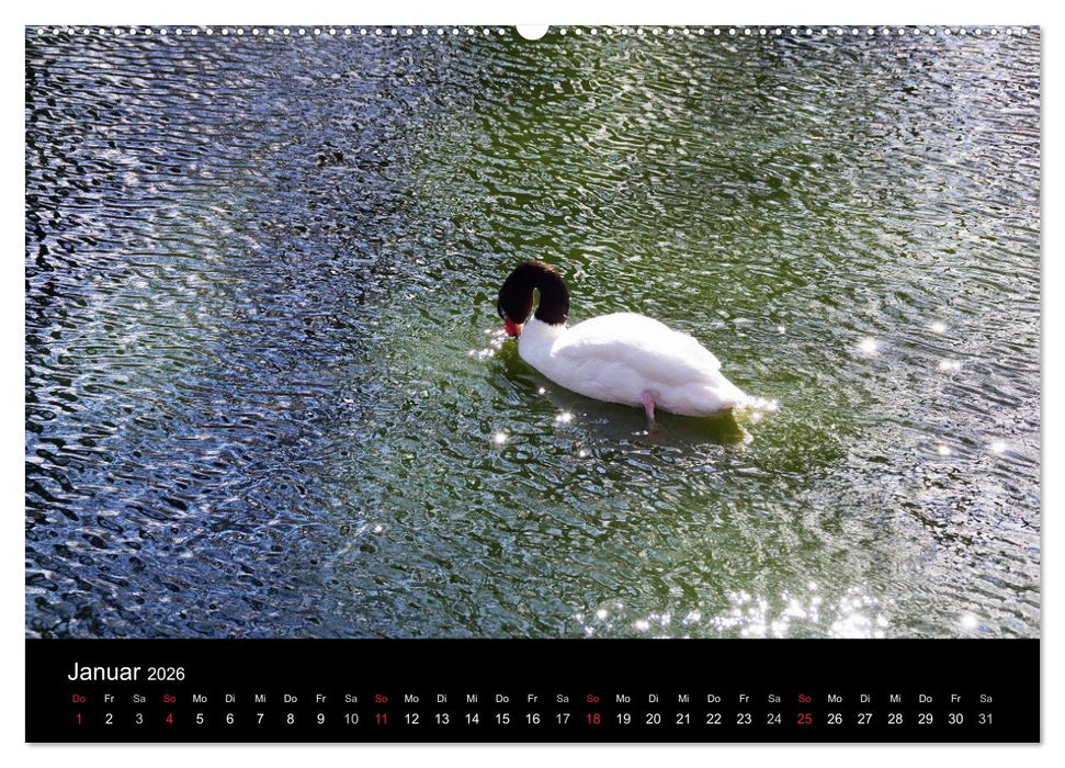 Welt der Tiere (CALVENDO Premium Wandkalender 2026)