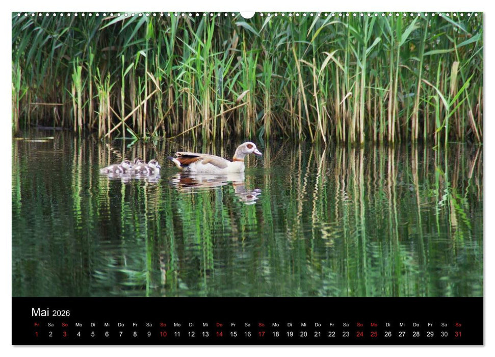 Welt der Tiere (CALVENDO Premium Wandkalender 2026)