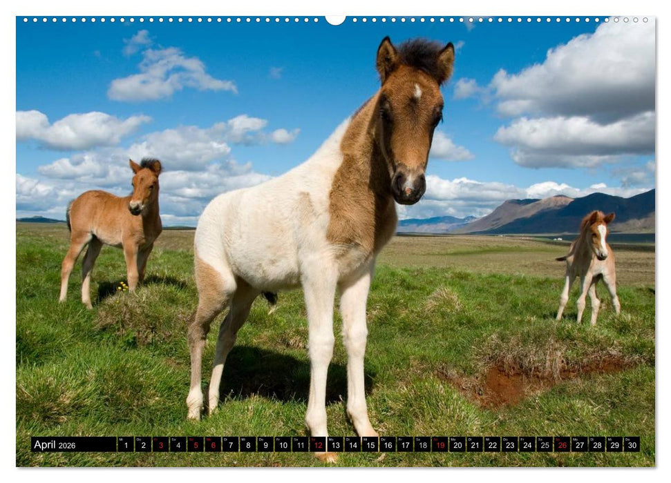 Island (CALVENDO Premium Wandkalender 2026)