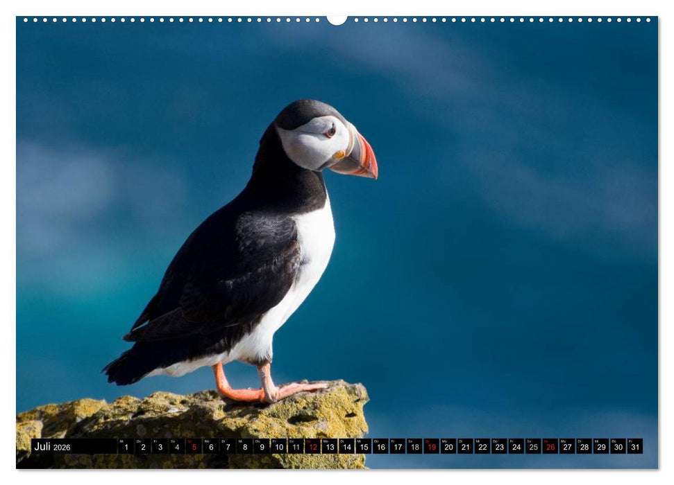 Island (CALVENDO Premium Wandkalender 2026)