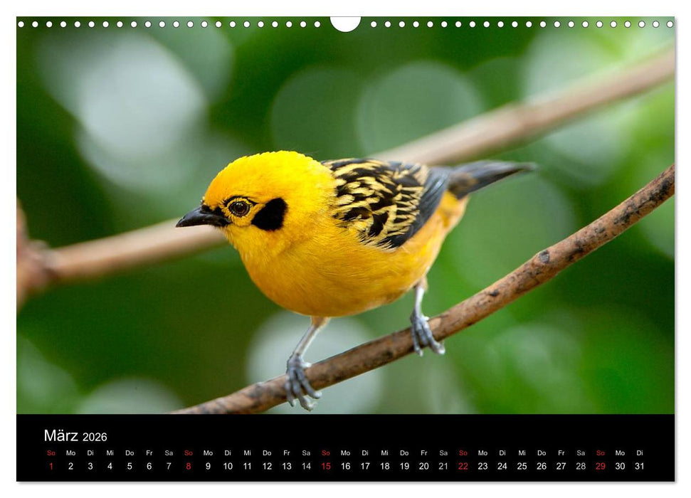 Vögel (CALVENDO Wandkalender 2026)