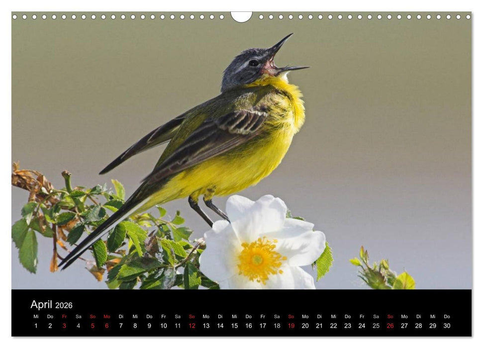Vögel (CALVENDO Wandkalender 2026)