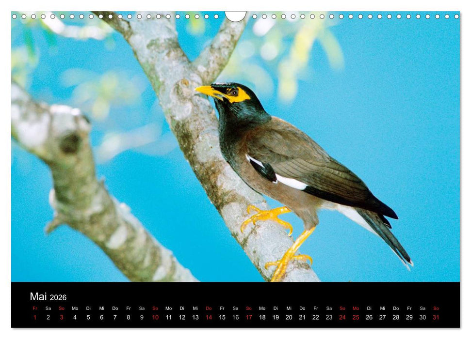 Vögel (CALVENDO Wandkalender 2026)