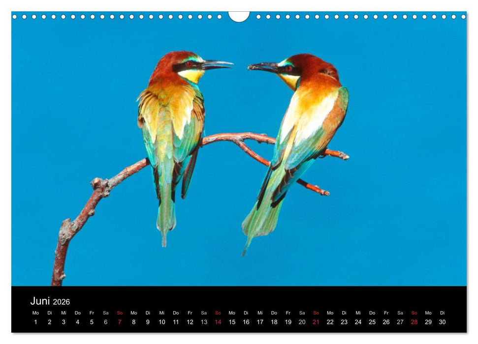 Vögel (CALVENDO Wandkalender 2026)