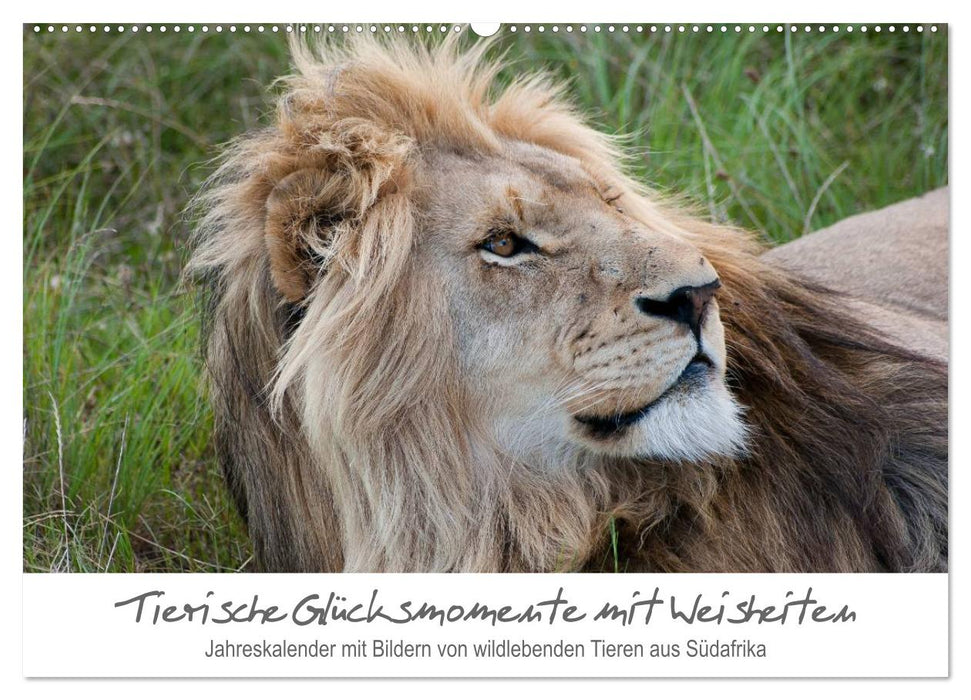 Tierische Glücksmomente mit Weisheiten (CALVENDO Wandkalender 2026)