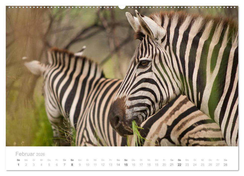 Tierische Glücksmomente mit Weisheiten (CALVENDO Wandkalender 2026)