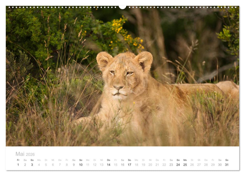 Tierische Glücksmomente mit Weisheiten (CALVENDO Wandkalender 2026)