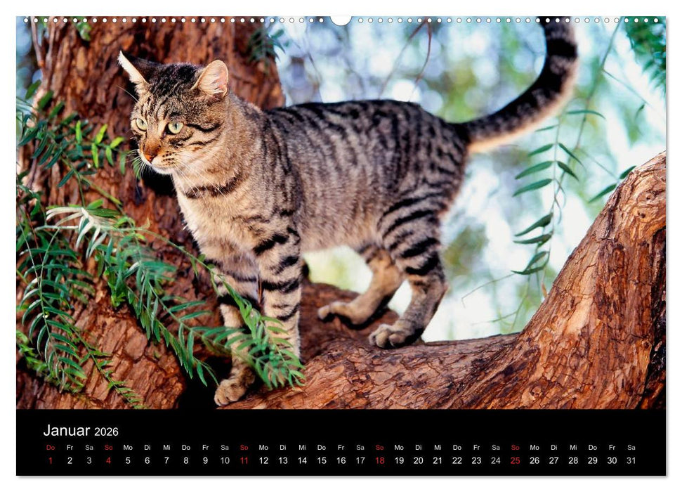 Katzen (CALVENDO Premium Wandkalender 2026)