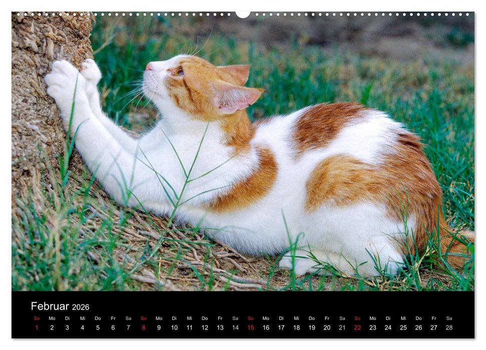 Katzen (CALVENDO Premium Wandkalender 2026)