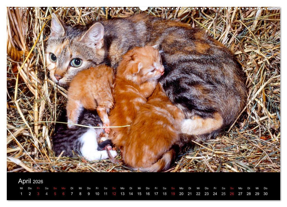 Katzen (CALVENDO Premium Wandkalender 2026)