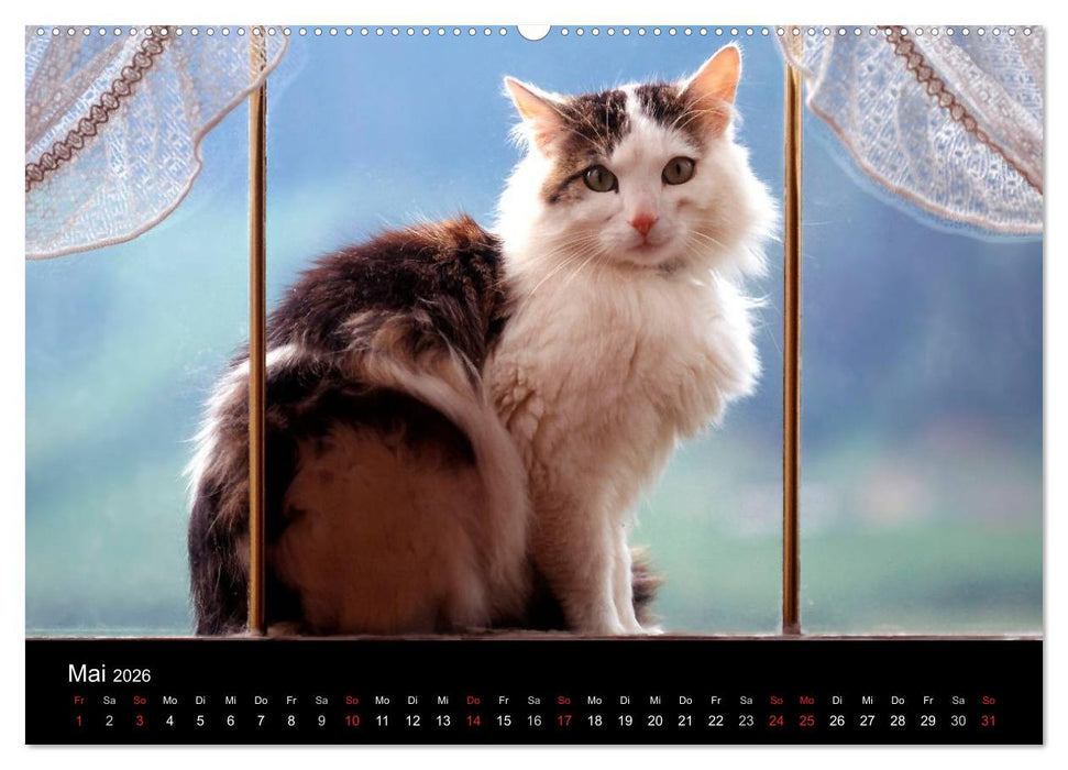 Katzen (CALVENDO Premium Wandkalender 2026)