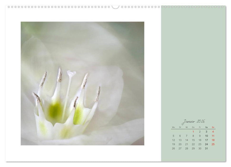 Blütenträume (CALVENDO Premium Wandkalender 2026)