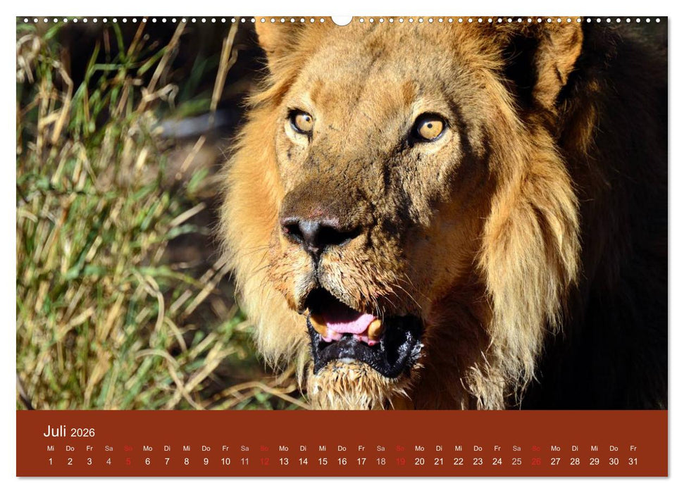 Namibia (CALVENDO Premium Wandkalender 2026)