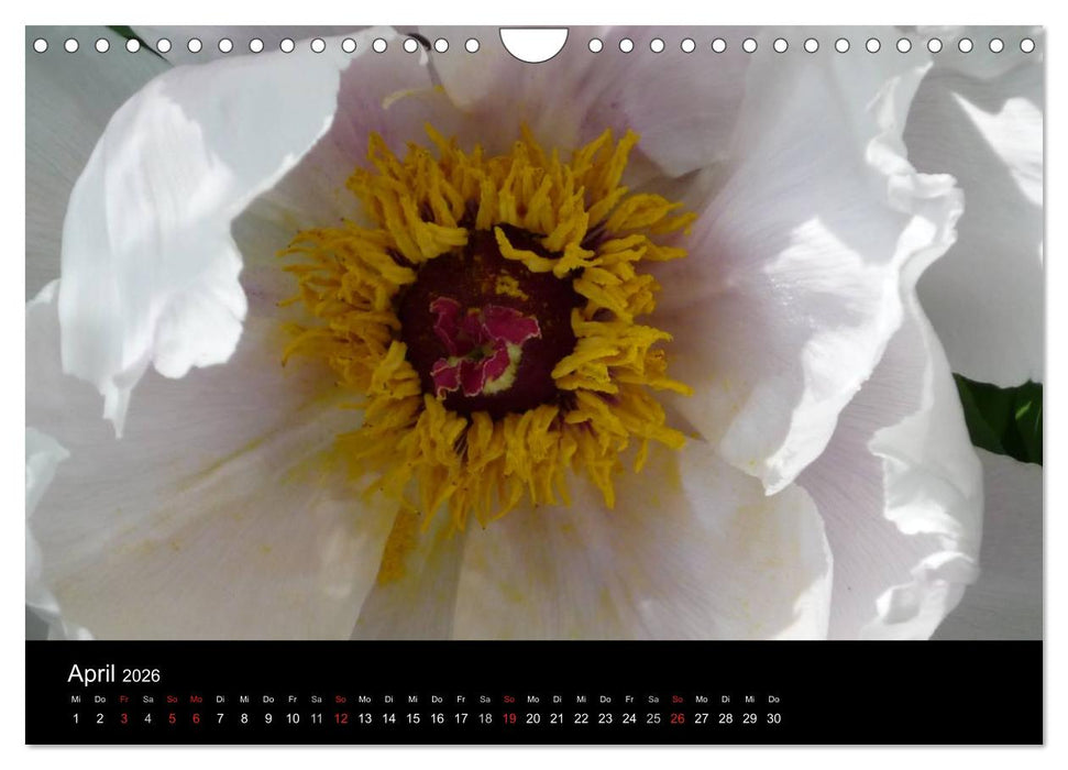 Pfingstrosen (CALVENDO Wandkalender 2026)