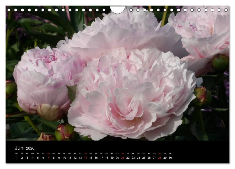 Pfingstrosen (CALVENDO Wandkalender 2026)