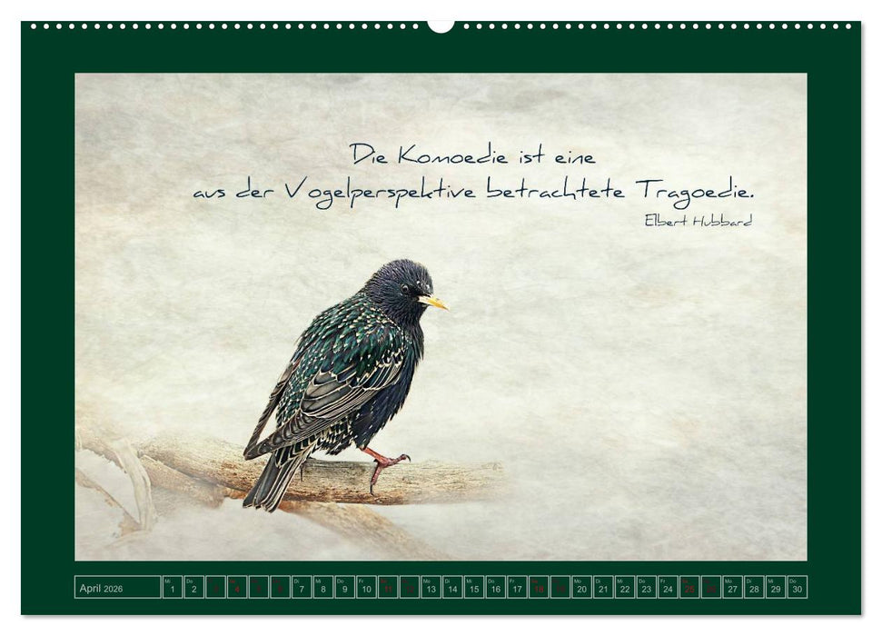 Stare und Weisheiten (CALVENDO Premium Wandkalender 2026)