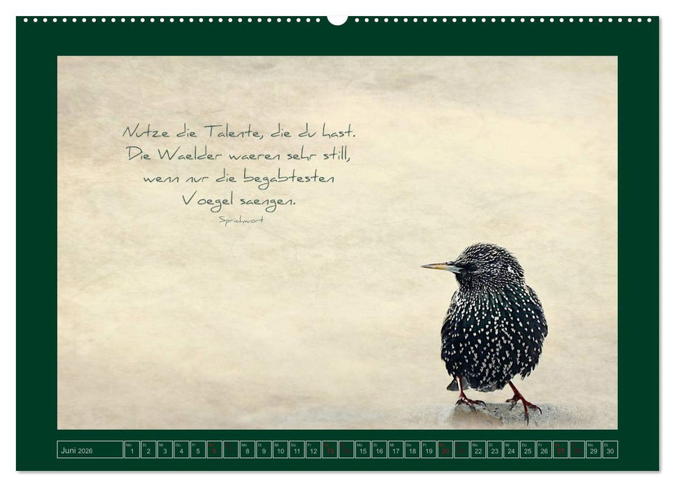 Stare und Weisheiten (CALVENDO Premium Wandkalender 2026)