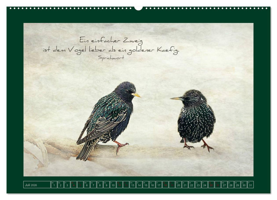 Stare und Weisheiten (CALVENDO Premium Wandkalender 2026)