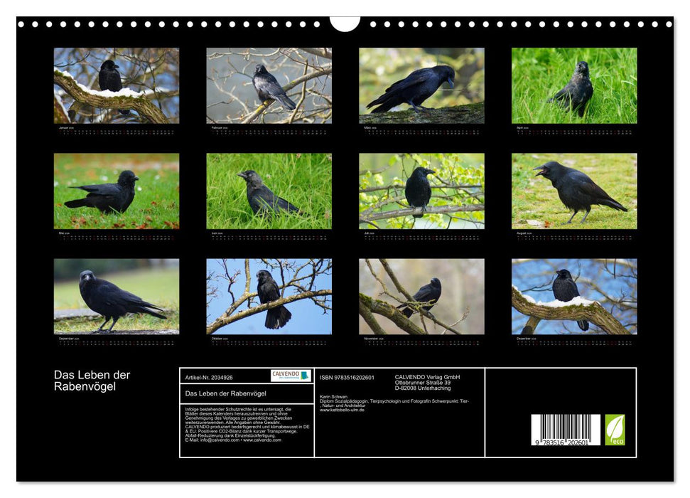 Das Leben der Rabenvögel (CALVENDO Wandkalender 2026)
