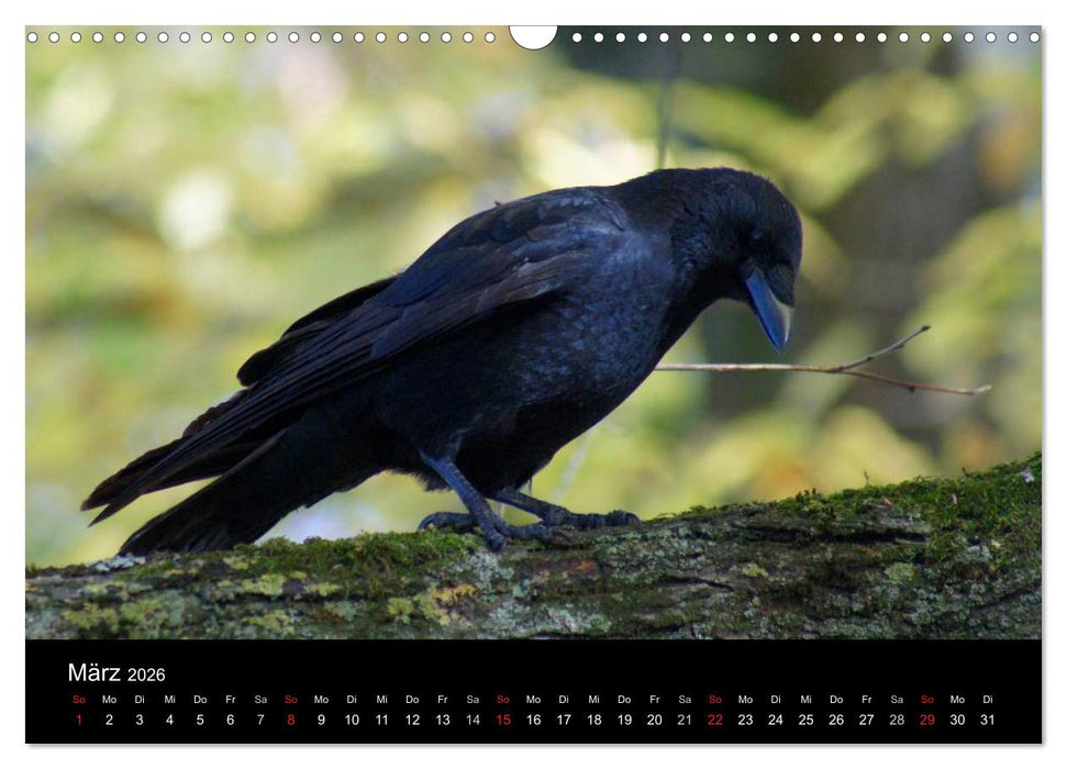 Das Leben der Rabenvögel (CALVENDO Wandkalender 2026)