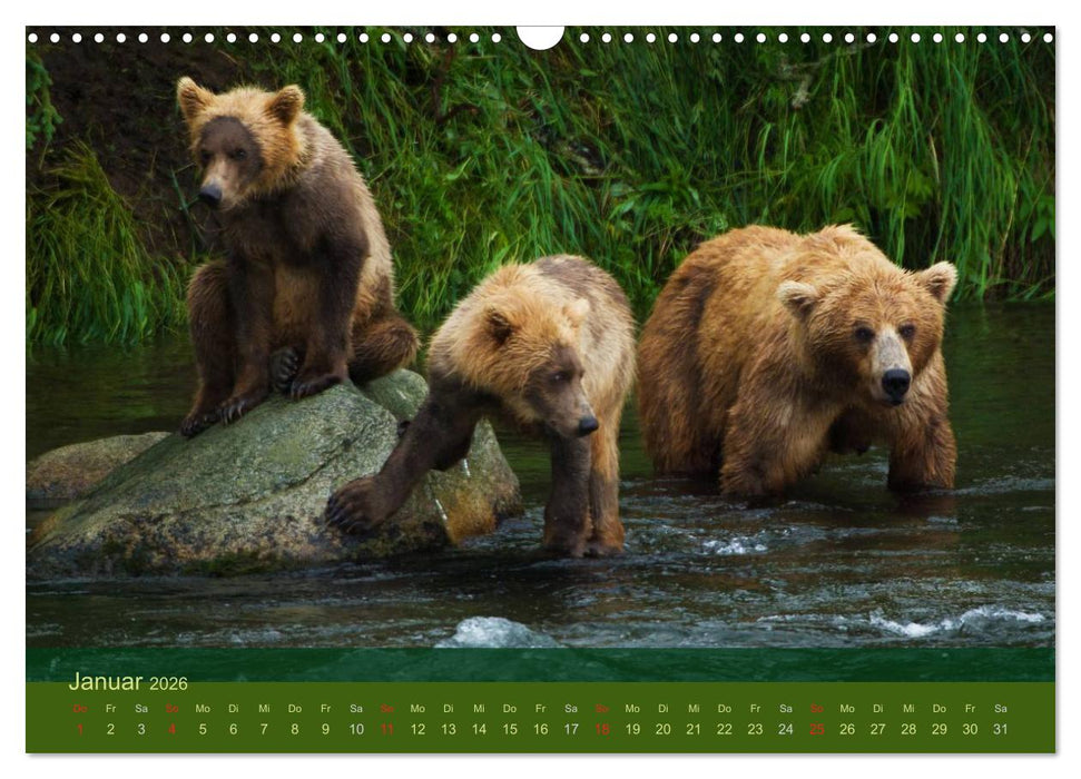 Der Bärenkalender 2026 (CALVENDO Wandkalender 2026)