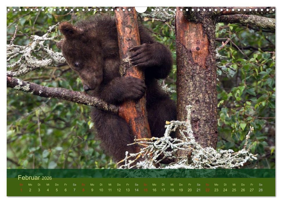 Der Bärenkalender 2026 (CALVENDO Wandkalender 2026)