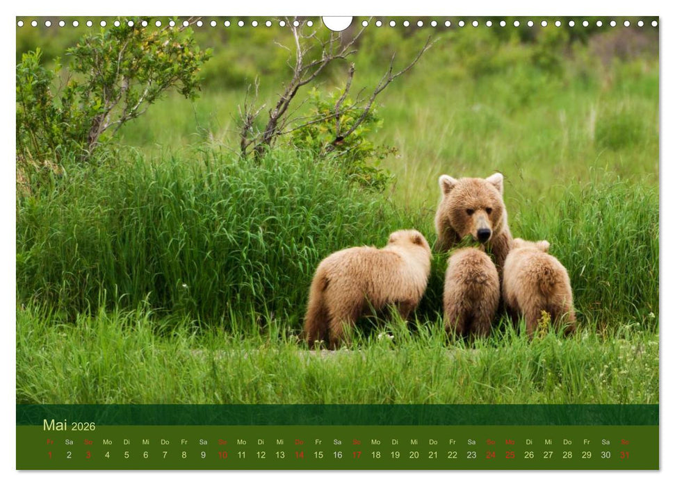 Der Bärenkalender 2026 (CALVENDO Wandkalender 2026)