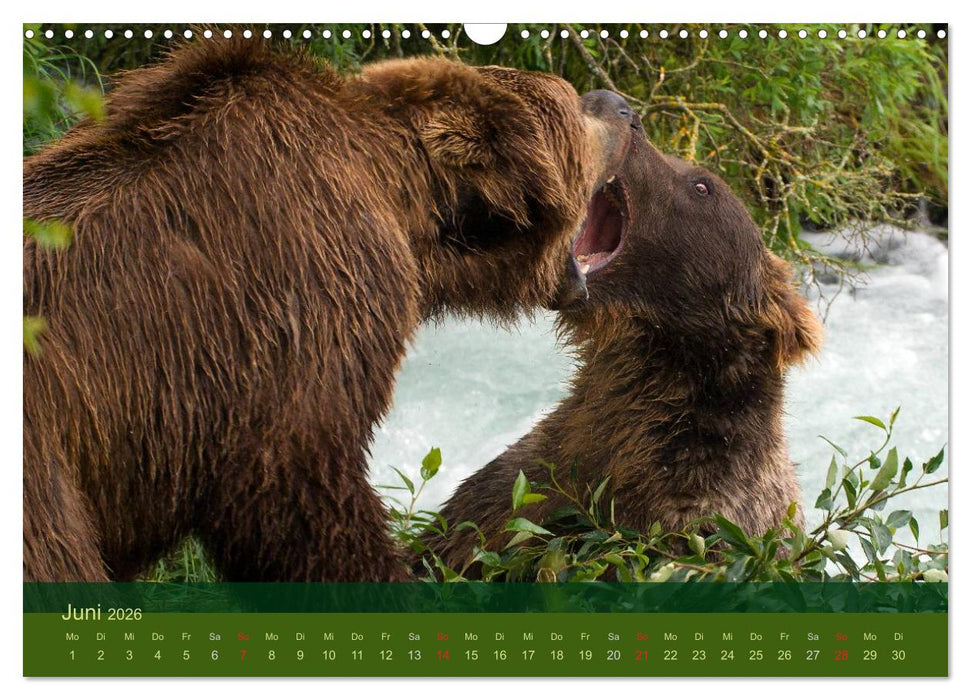 Der Bärenkalender 2026 (CALVENDO Wandkalender 2026)