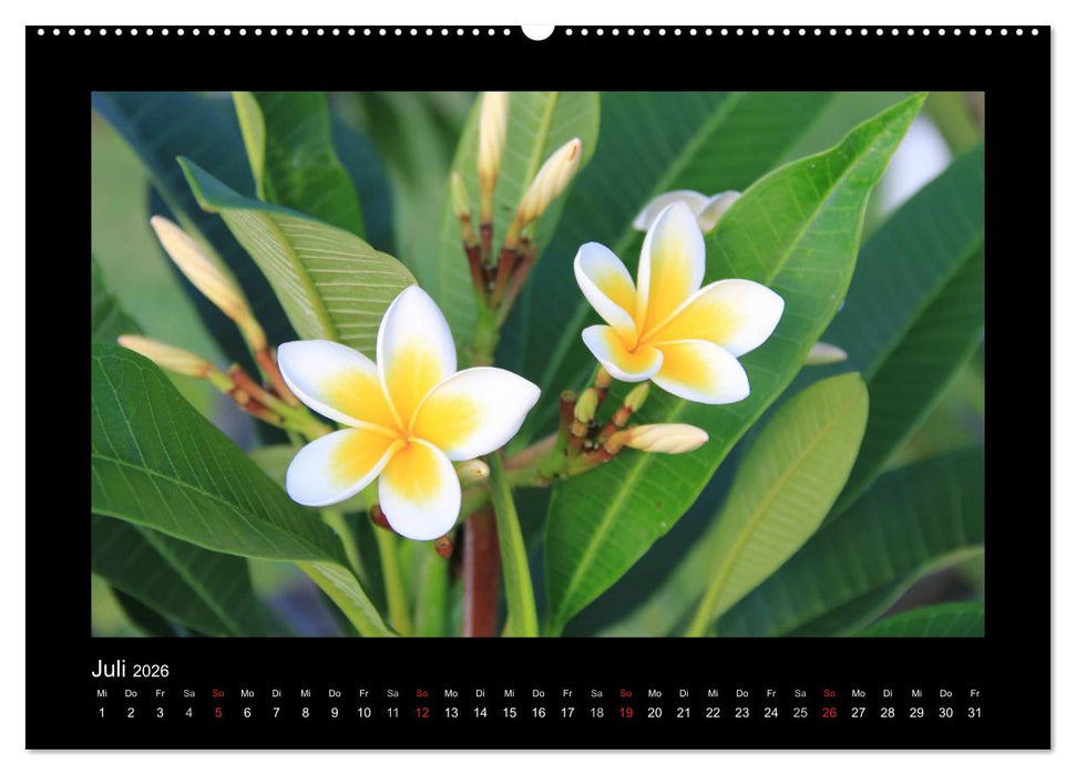 Mauritius - traumhaft und unvergesslich (CALVENDO Premium Wandkalender 2026)