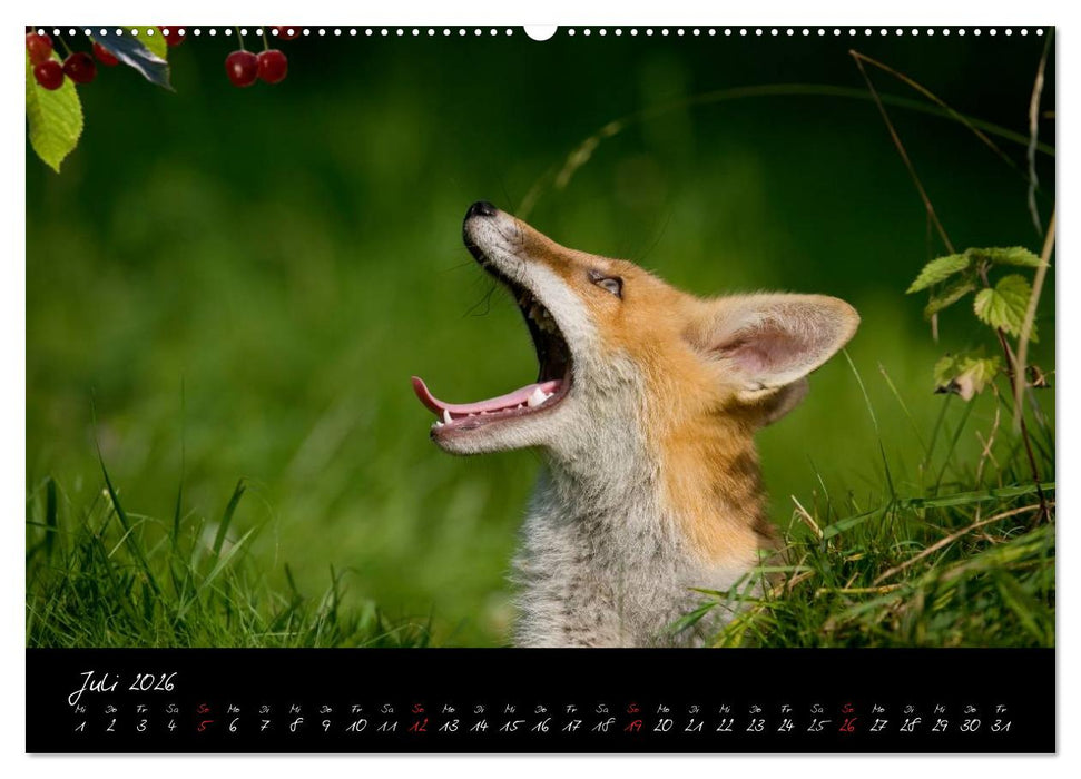 Rotfuchs - Impressionen (CALVENDO Premium Wandkalender 2026)