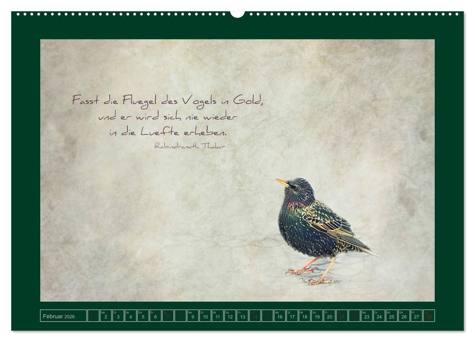 Stare und Weisheiten (CALVENDO Wandkalender 2026)