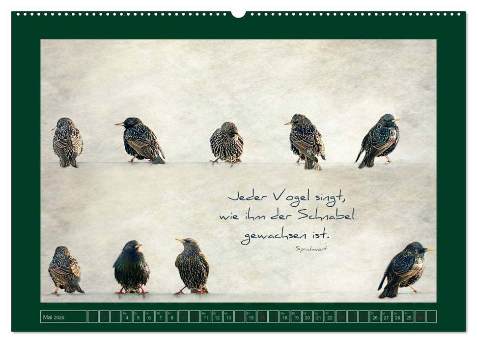 Stare und Weisheiten (CALVENDO Wandkalender 2026)