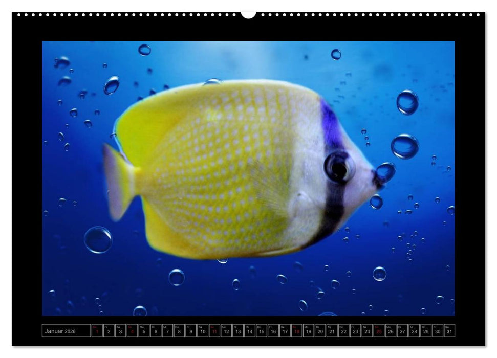 Kalendarische Unterwasserwelt (CALVENDO Premium Wandkalender 2026)