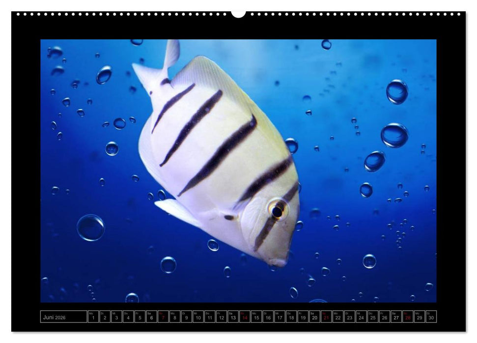 Kalendarische Unterwasserwelt (CALVENDO Premium Wandkalender 2026)