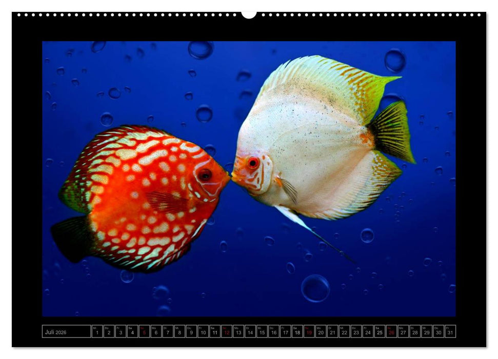 Kalendarische Unterwasserwelt (CALVENDO Premium Wandkalender 2026)