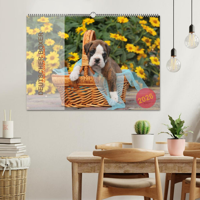 Deutscher Boxer 2026 (CALVENDO Wandkalender 2026)