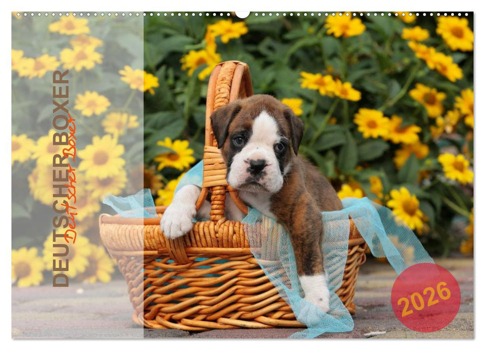 Deutscher Boxer 2026 (CALVENDO Wandkalender 2026)