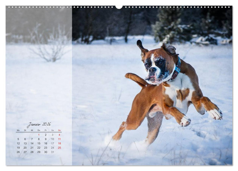 Deutscher Boxer 2026 (CALVENDO Wandkalender 2026)