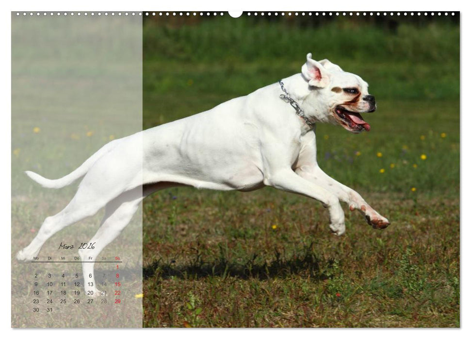 Deutscher Boxer 2026 (CALVENDO Wandkalender 2026)