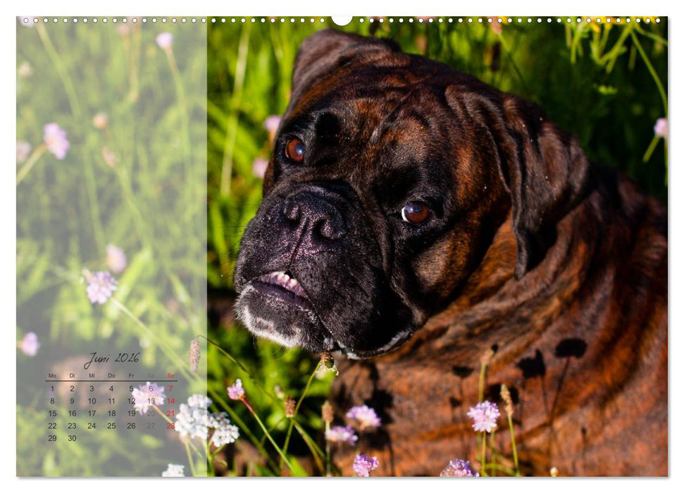 Deutscher Boxer 2026 (CALVENDO Wandkalender 2026)