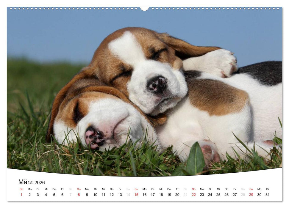 Welpen - Puppies (CALVENDO Premium Wandkalender 2026)