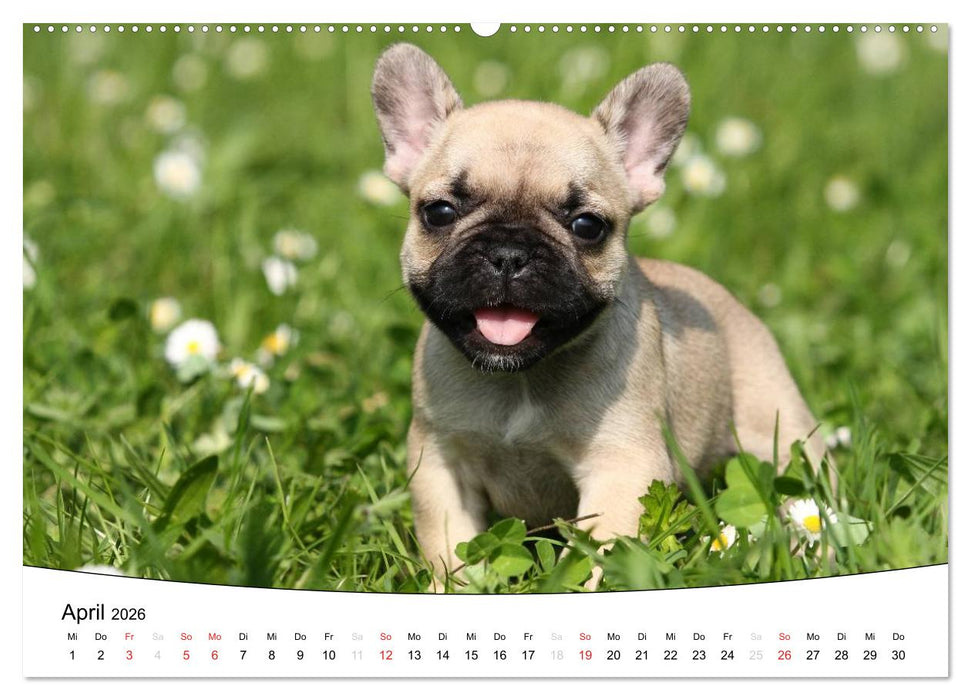 Welpen - Puppies (CALVENDO Premium Wandkalender 2026)