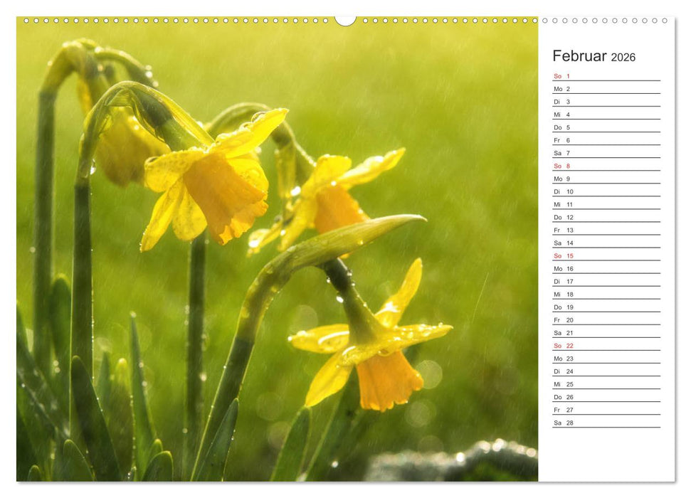 Blumenfreude Terminkalender (CALVENDO Premium Wandkalender 2026)