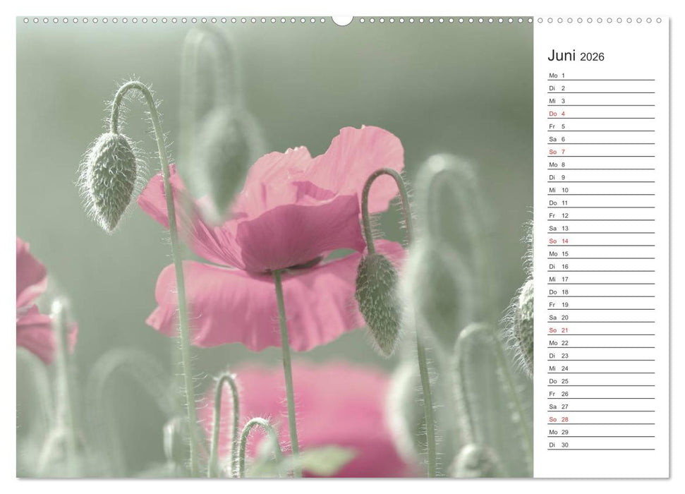 Blumenfreude Terminkalender (CALVENDO Premium Wandkalender 2026)